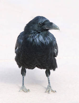 raven.jpg